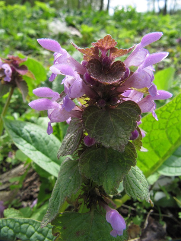 Image of Lamium purpureum specimen.