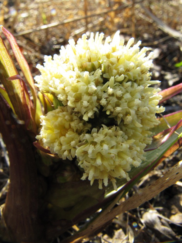 Изображение особи Petasites spurius.