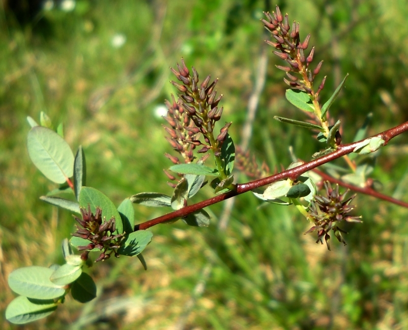 Image of Salix myrtilloides specimen.