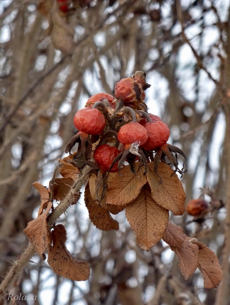 Image of Rosa rugosa specimen.