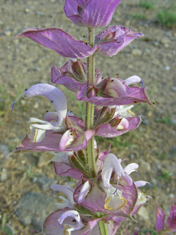 Image of Salvia sclarea specimen.