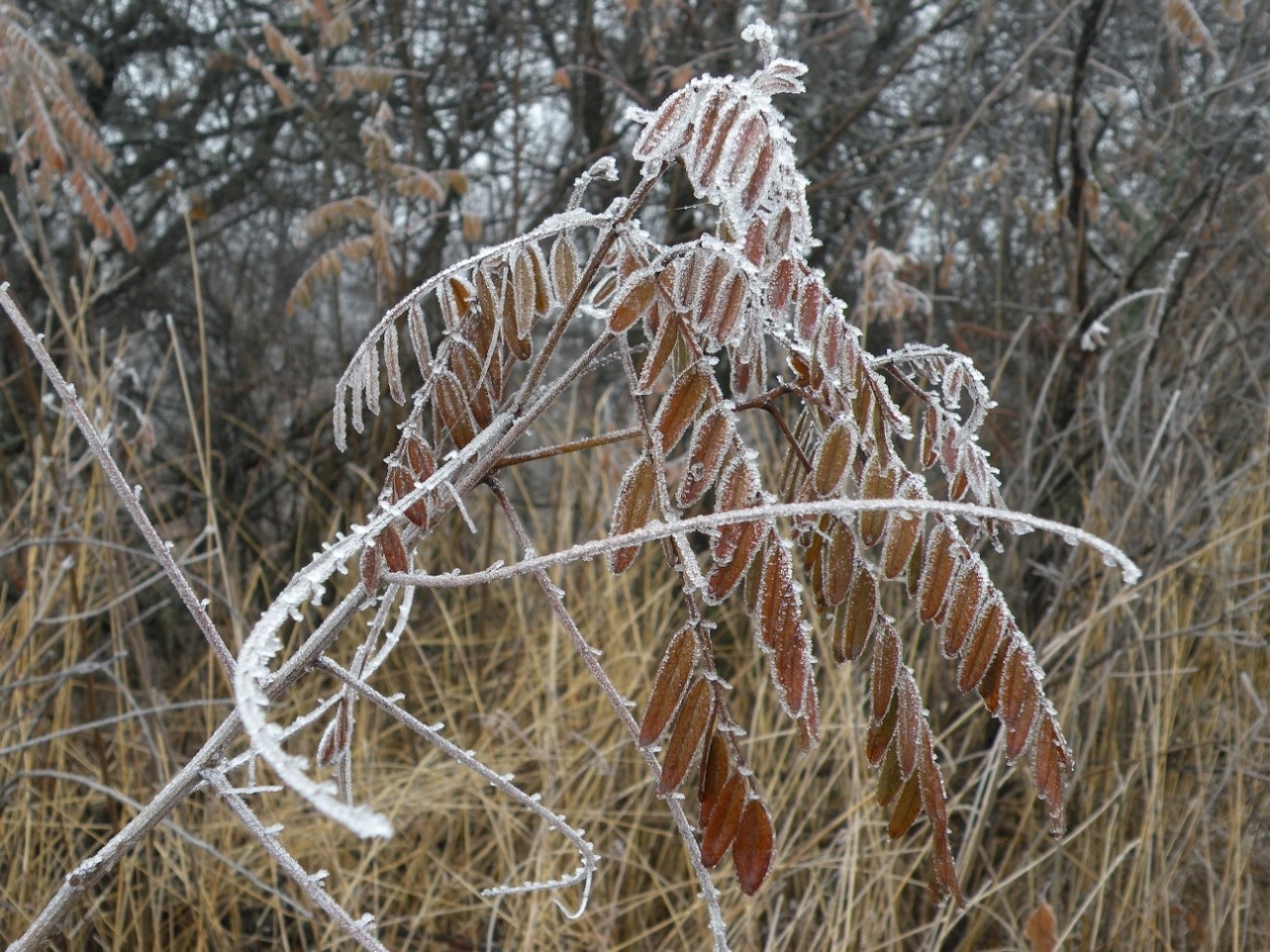 Image of Amorpha fruticosa specimen.