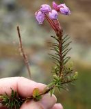 Phyllodoce caerulea. Цветущее растение. Мурманская обл., Кандалакшский р-н, окр. пос. Лувеньга, южный склон гор Лувеньгские Тундры, тундровый пояс, 350 м н.у.м. 01.07.2010.