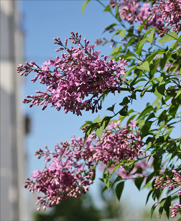 Изображение особи Syringa persica.