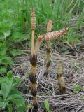 Equisetum arvense