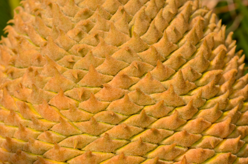 Image of Cycas revoluta specimen.