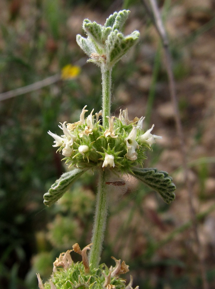 Image of Marrubium vulgare specimen.