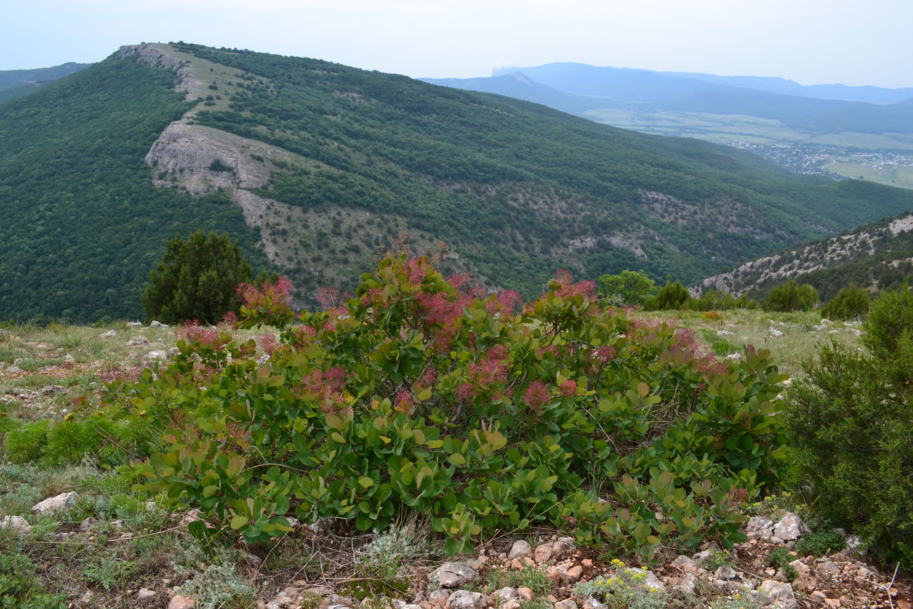 Image of Cotinus coggygria specimen.