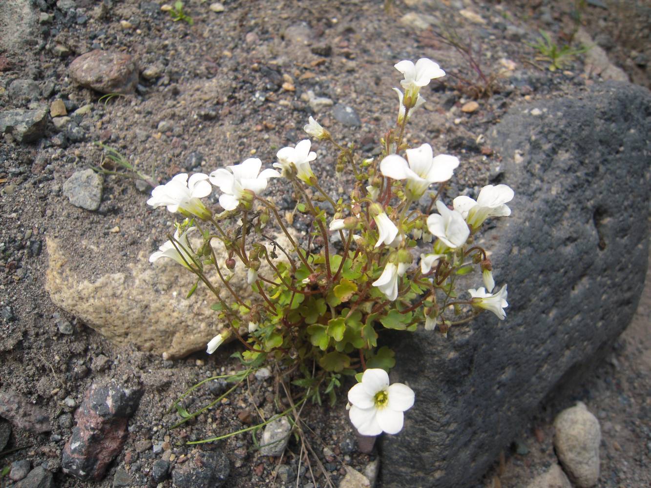 Image of Saxifraga sibirica specimen.