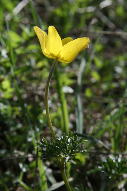 Image of Anemone petiolulosa specimen.