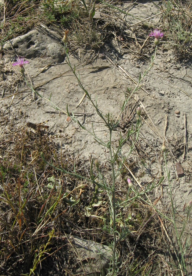 Изображение особи Centaurea caprina.