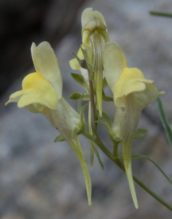 Image of Linaria grjunerae specimen.