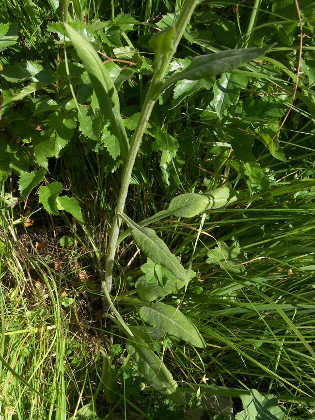 Image of Tephroseris subfloccosa specimen.