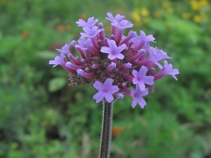 Изображение особи Verbena bonariensis.