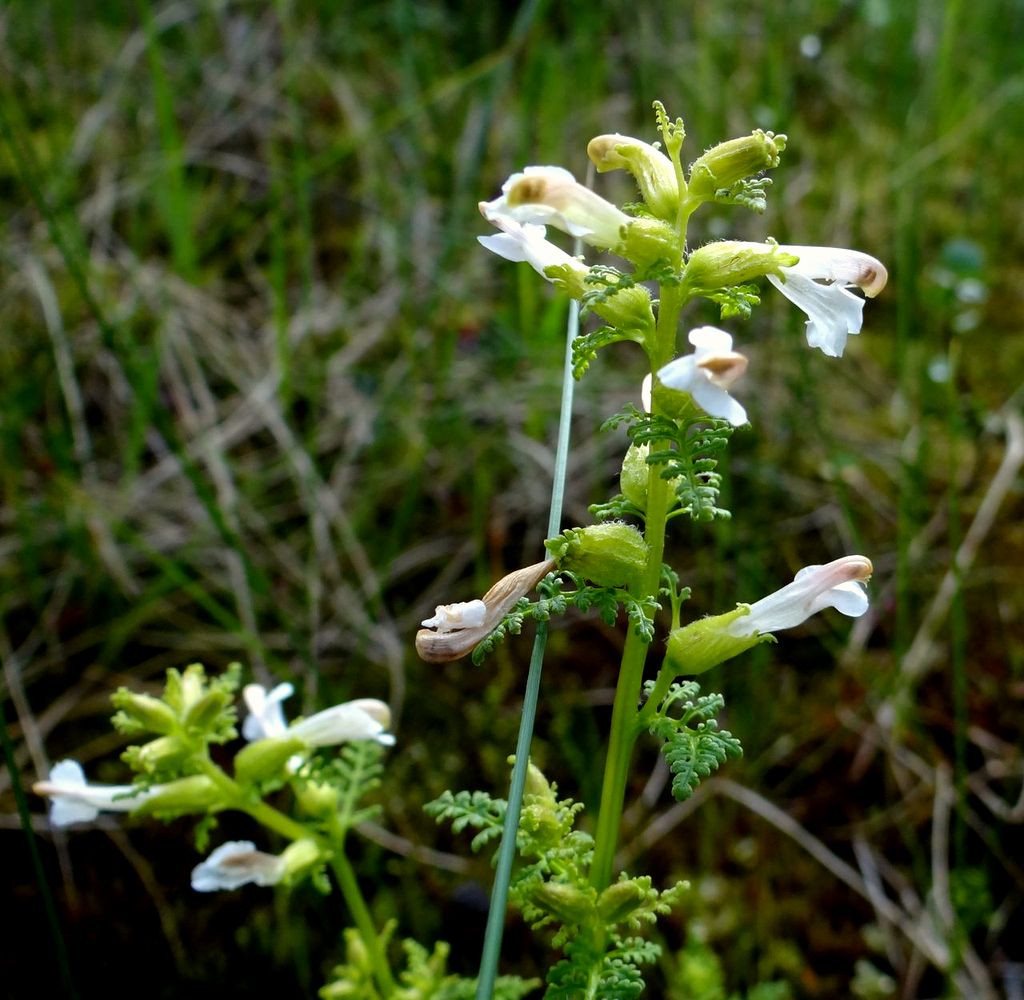 Image of Pedicularis palustris specimen.