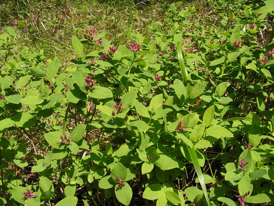 Image of Lonicera chamissoi specimen.