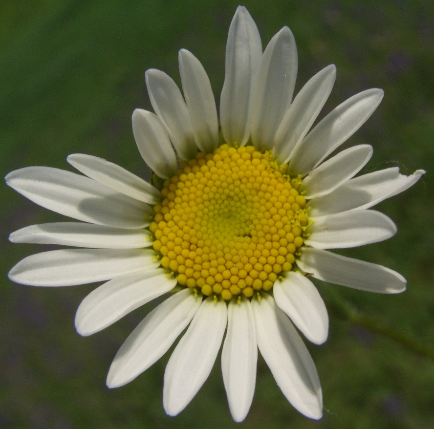 Изображение особи Leucanthemum vulgare.