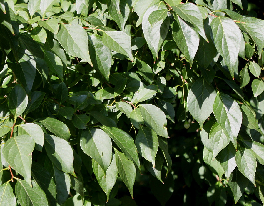 Image of Styrax japonicus specimen.