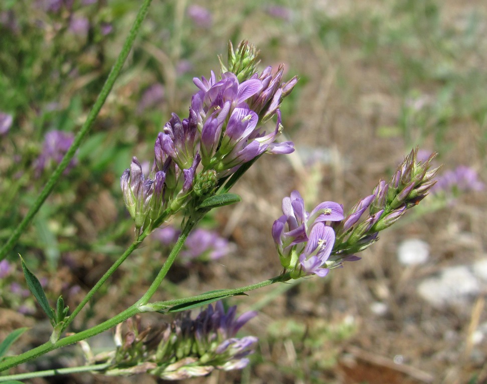 Image of genus Medicago specimen.