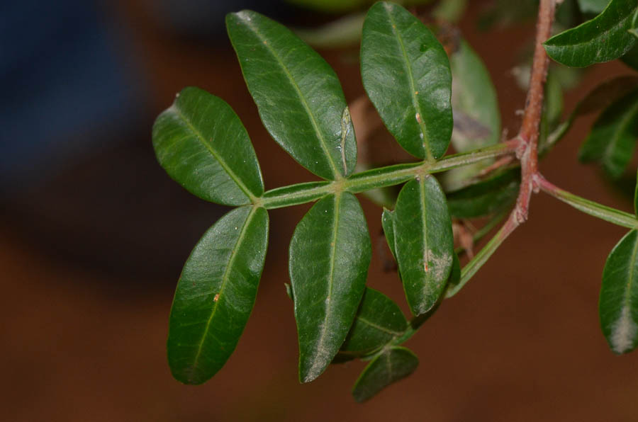 Image of Pistacia lentiscus specimen.