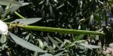 Nerium oleander. Плод. Испания, автономное сообщество Андалусия, провинция Севилья, комарка Большая Севилья, г. Севилья, берег р. Гвадалквивир. 14.07.2012.