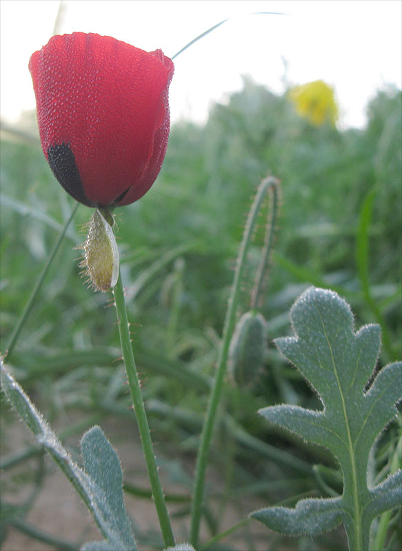 Image of genus Papaver specimen.