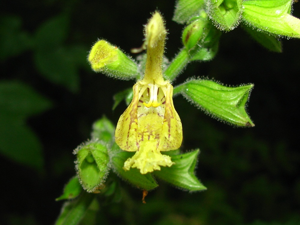 Image of Salvia glutinosa specimen.