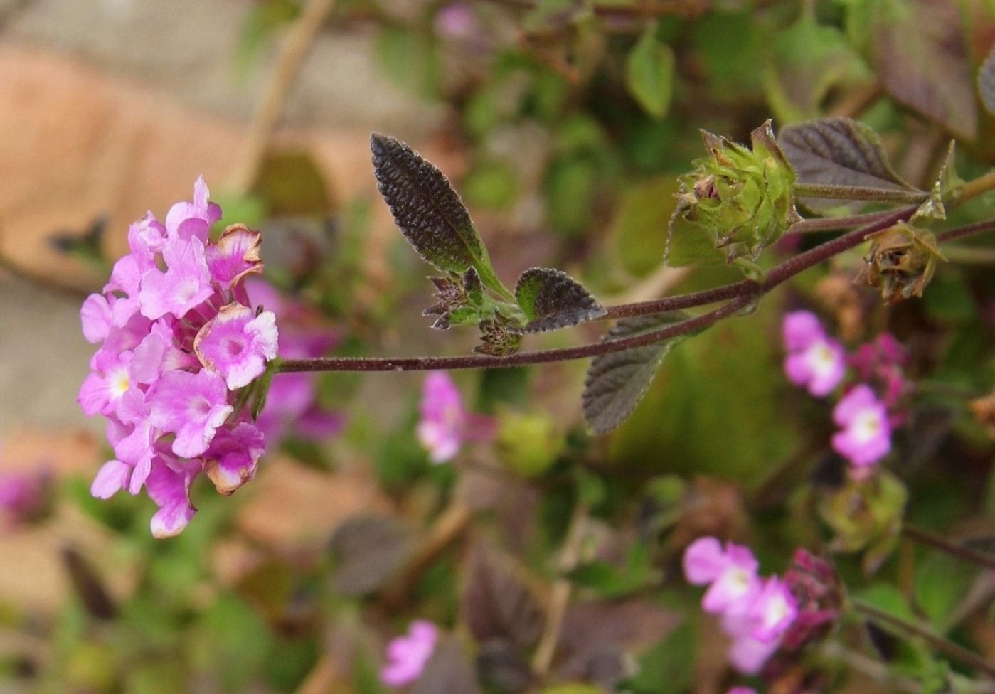 Изображение особи Lantana montevidensis.