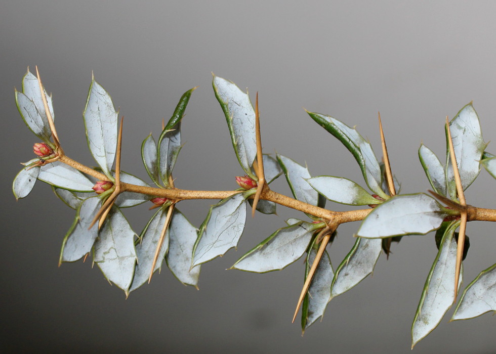 Изображение особи Berberis candidula.