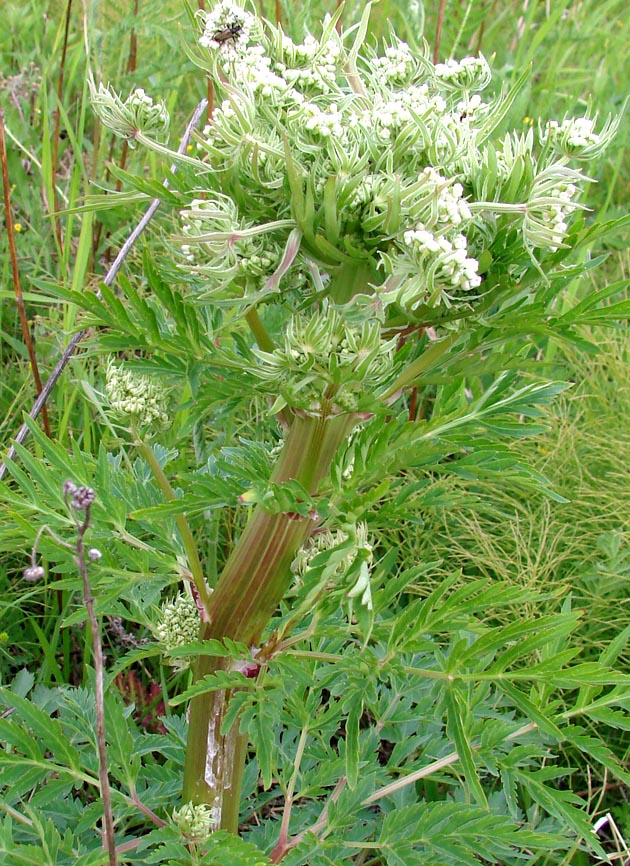 Image of Pleurospermum uralense specimen.