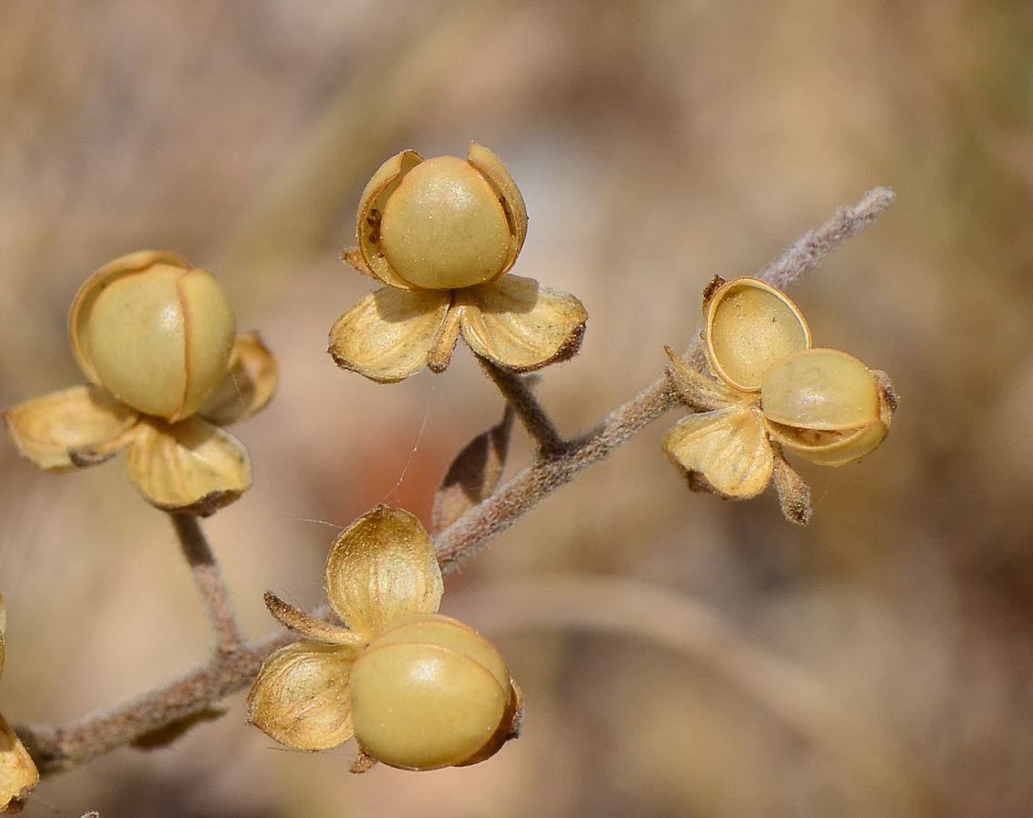 Image of Helianthemum salicifolium specimen.