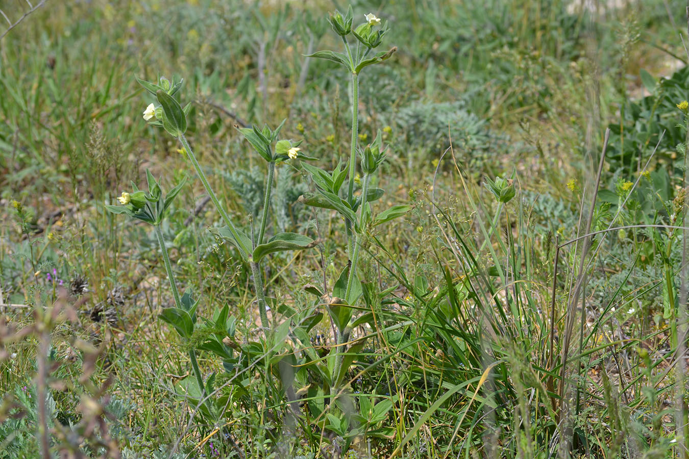 Image of Melandrium latifolium specimen.