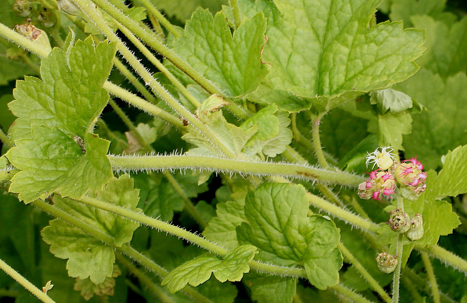 Image of Tellima grandiflora specimen.