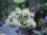 Aralia cordata. Часть соцветия. Ботанический сад ДВО РАН, г. Владивосток, 26.07.2008.