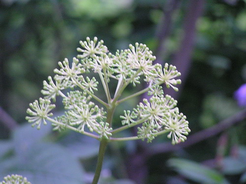 Изображение особи Aralia cordata.