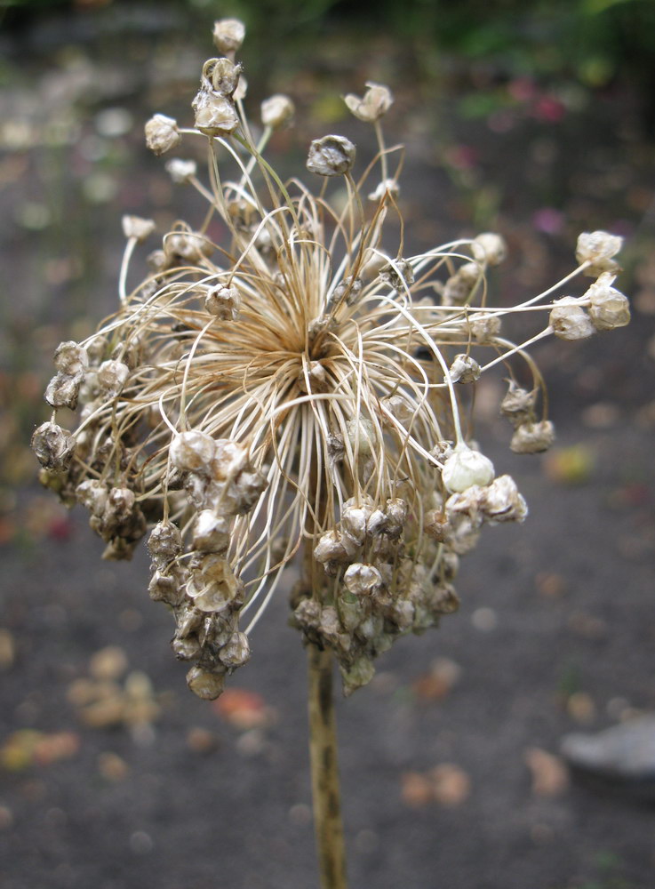 Изображение особи Allium caeruleum.