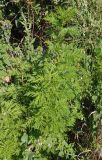 Artemisia annua. Вегетирующее растение. Украина, г. Одесса, Аркадия, склон возле Тропы здоровья. 20.06.2013.