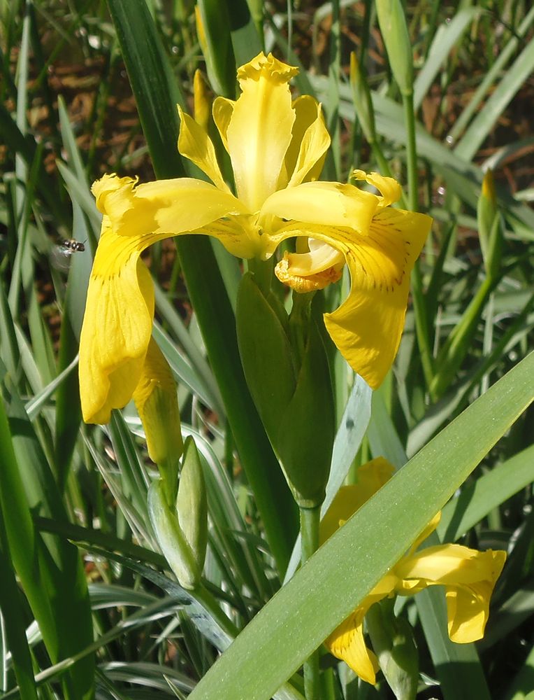 Image of Iris pseudacorus specimen.