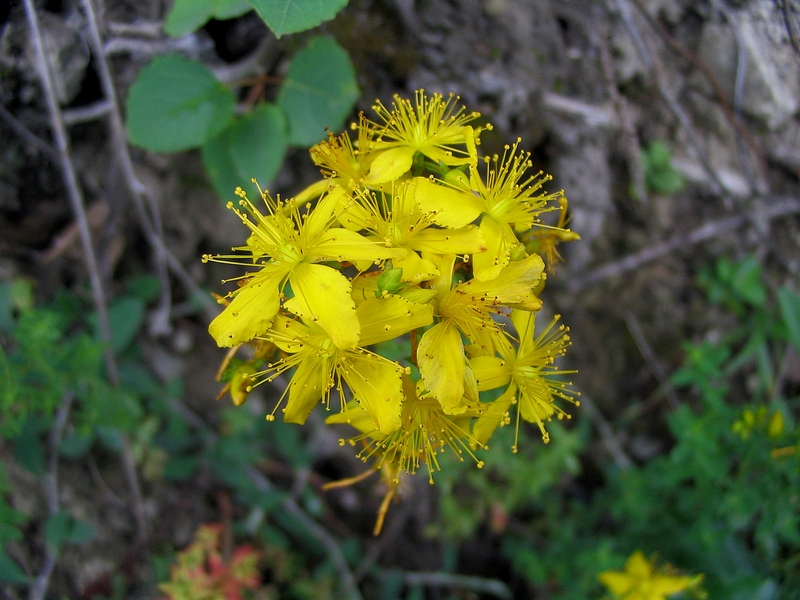 Image of Hypericum perforatum specimen.