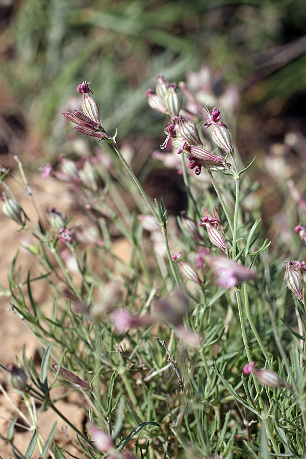 Изображение особи Silene brahuica.