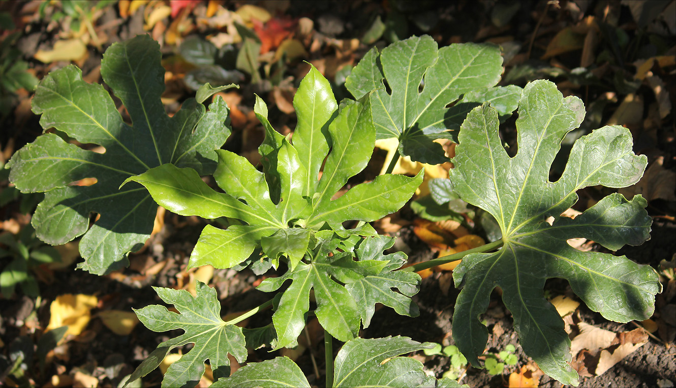 Image of Fatsia japonica specimen.