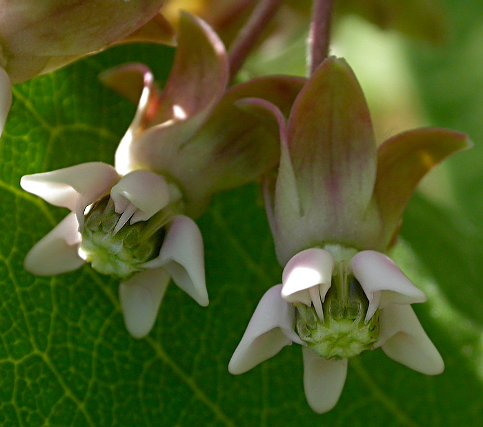 Изображение особи Asclepias syriaca.