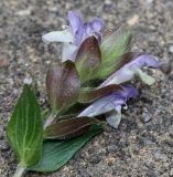 Scutellaria alpina