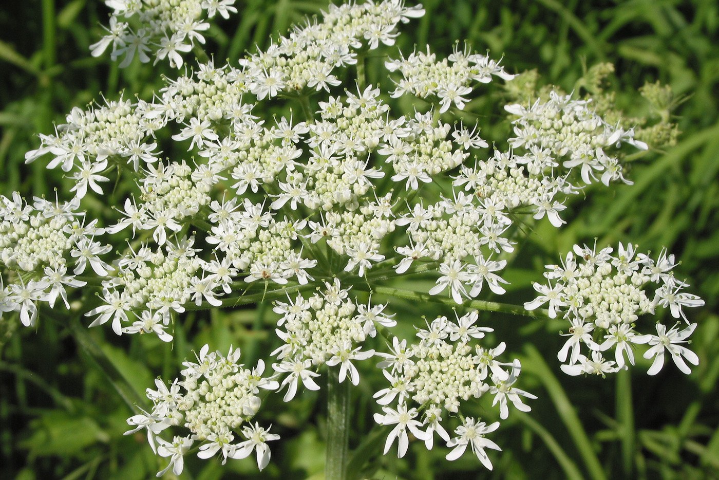 Image of Heracleum dissectum specimen.