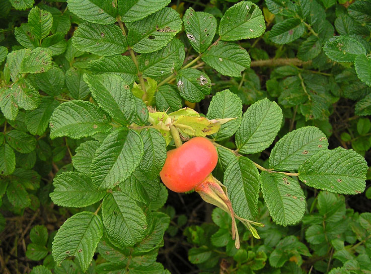 Image of Rosa rugosa specimen.