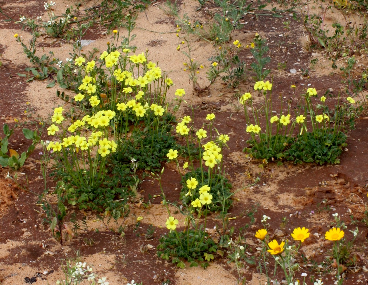 Image of Oxalis pes-caprae specimen.