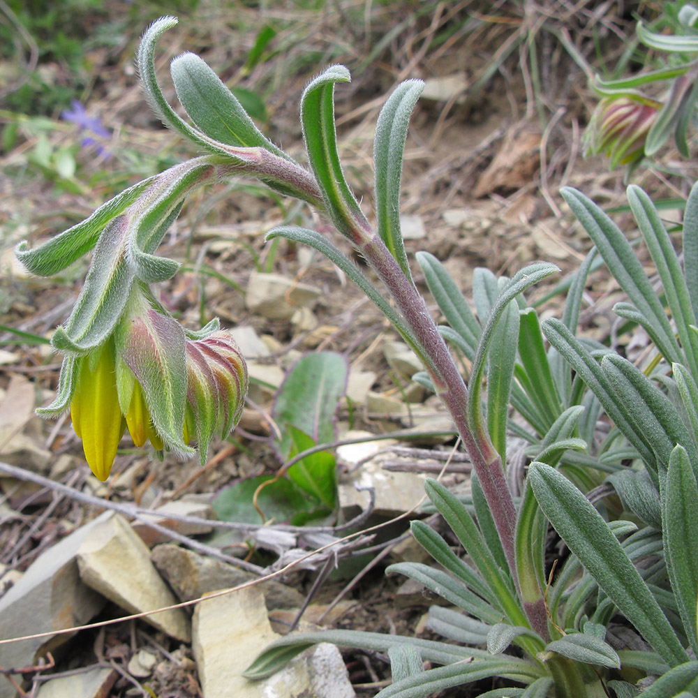 Image of Onosma taurica specimen.