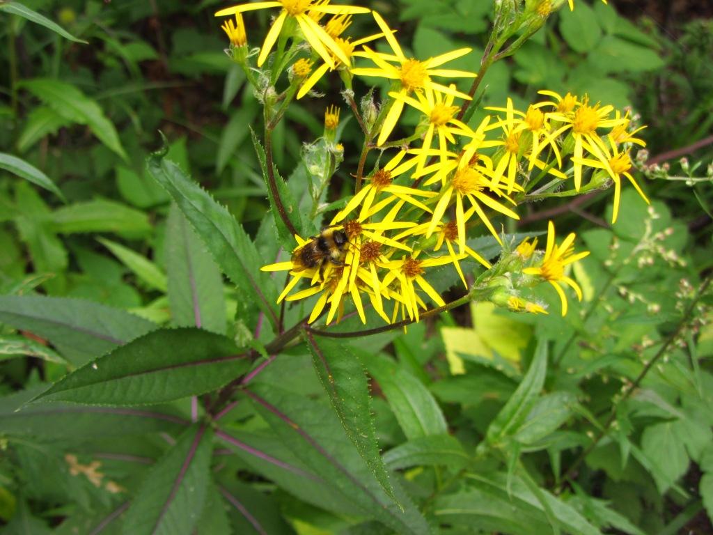 Image of Senecio nemorensis specimen.