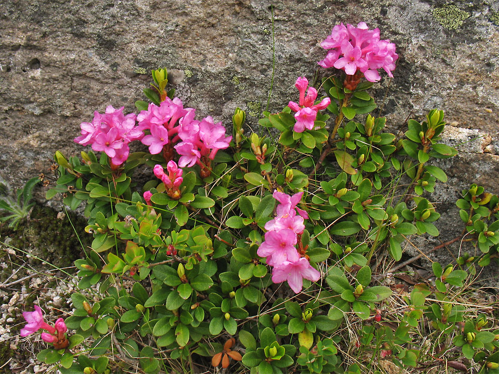 Image of Rhododendron kotschyi specimen.