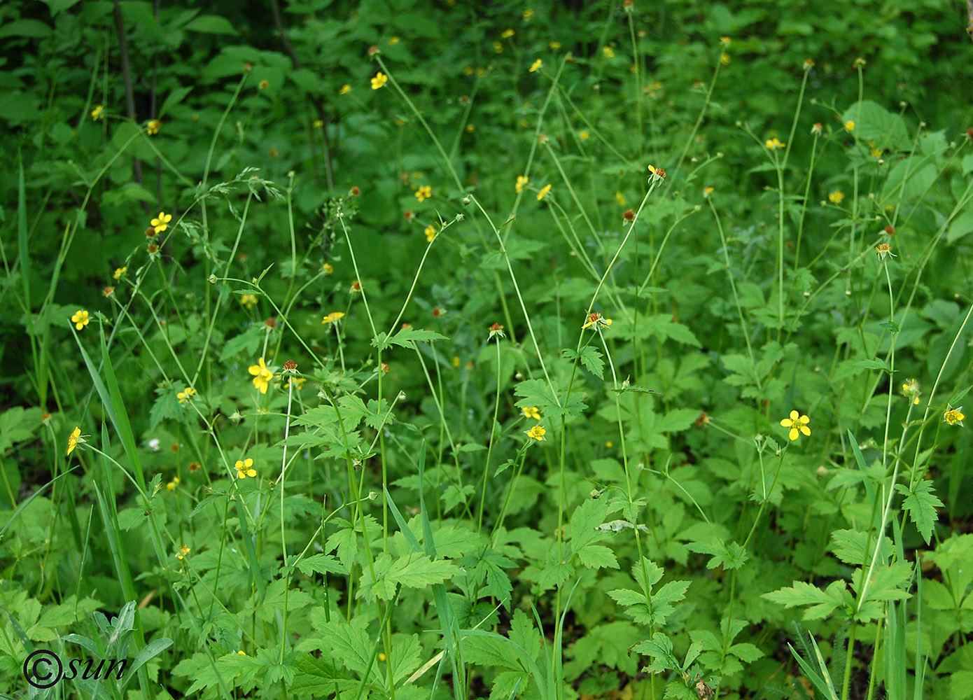 Image of Geum urbanum specimen.